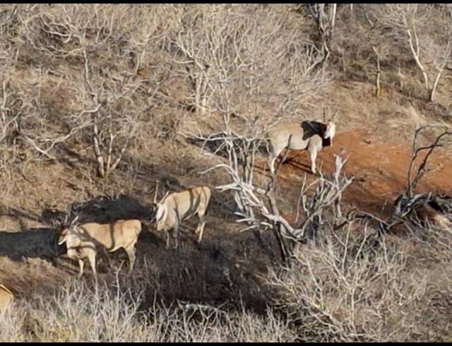 FARM FOR SALE IN SENTRUM